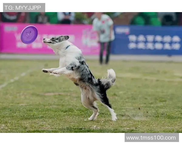 南京飞盘队在世界攀岩锦标赛中的战术表现分析与点评